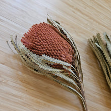 Load image into Gallery viewer, Dried Banksia Hookerana - Dusty Rose
