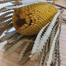 Load image into Gallery viewer, Dried Banksia Hookerana - Sunrise Yellow
