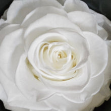 Load image into Gallery viewer, Preserved Long Stem Roses - Will Sell Out!
