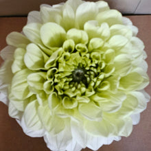 Load image into Gallery viewer, Preserved Dahlia Ivory Chartreuse
