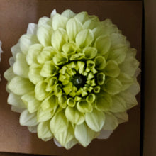 Load image into Gallery viewer, Preserved Dahlia Ivory Chartreuse
