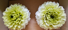 Load image into Gallery viewer, Preserved Dahlia Ivory Chartreuse
