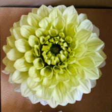 Load image into Gallery viewer, Preserved Dahlia Ivory Chartreuse
