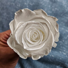 Load image into Gallery viewer, Preserved Pearl Rose Bloom - Grande / Large Size
