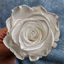 Load image into Gallery viewer, Preserved Pearl Rose Bloom - Grande / Large Size
