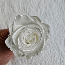 Load image into Gallery viewer, Preserved Pearl Rose Bloom - Grande / Large Size
