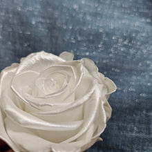 Load image into Gallery viewer, Preserved Pearl Rose Bloom - Grande / Large Size
