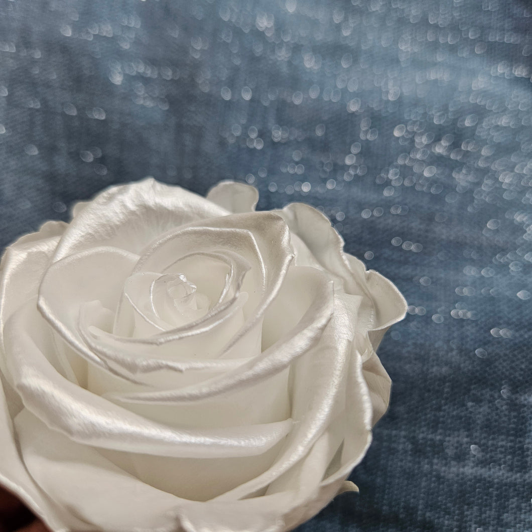 Preserved Pearl Rose Bloom - Grande / Large Size