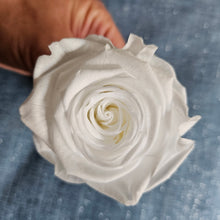 Load image into Gallery viewer, Preserved Pure White Rose Bloom - Grande / Large Size
