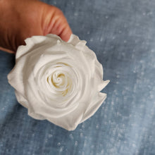 Load image into Gallery viewer, Preserved Pure White Rose Bloom - Grande / Large Size
