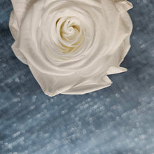 Load image into Gallery viewer, Preserved Pure White Rose Bloom - Grande / Large Size
