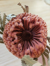 Load image into Gallery viewer, Dried Banksia Hookerana - Dusty Rose
