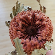 Load image into Gallery viewer, Dried Banksia Hookerana - Dusty Rose
