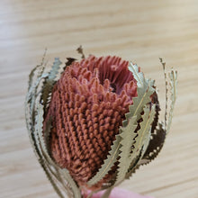 Load image into Gallery viewer, Dried Banksia Hookerana - Dusty Rose
