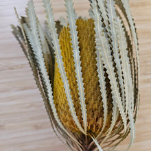 Load image into Gallery viewer, Dried Banksia Hookerana - Sunrise Yellow
