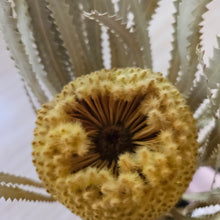 Load image into Gallery viewer, Dried Banksia Hookerana - Sunrise Yellow
