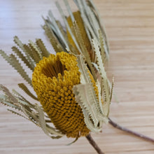 Load image into Gallery viewer, Dried Banksia Hookerana - Sunrise Yellow
