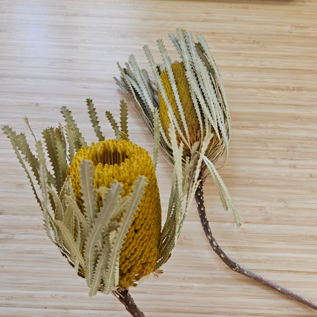 Dried Banksia Hookerana - Sunrise Yellow