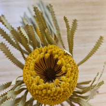 Load image into Gallery viewer, Dried Banksia Hookerana - Sunrise Yellow
