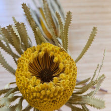 Load image into Gallery viewer, Dried Banksia Hookerana - Sunrise Yellow
