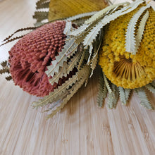 Load image into Gallery viewer, Dried Banksia Hookerana - Dusty Rose
