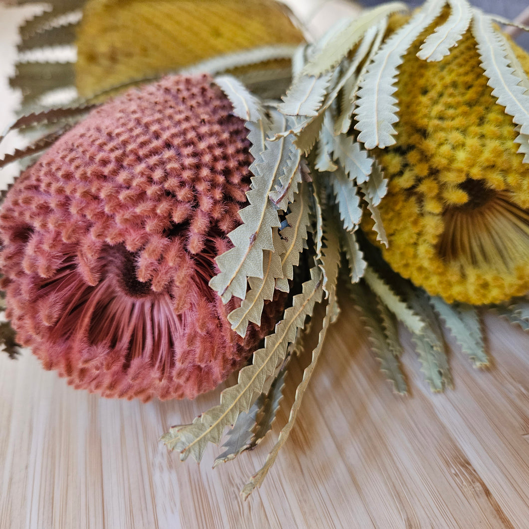 Dried Banksia Hookerana - Dusty Rose