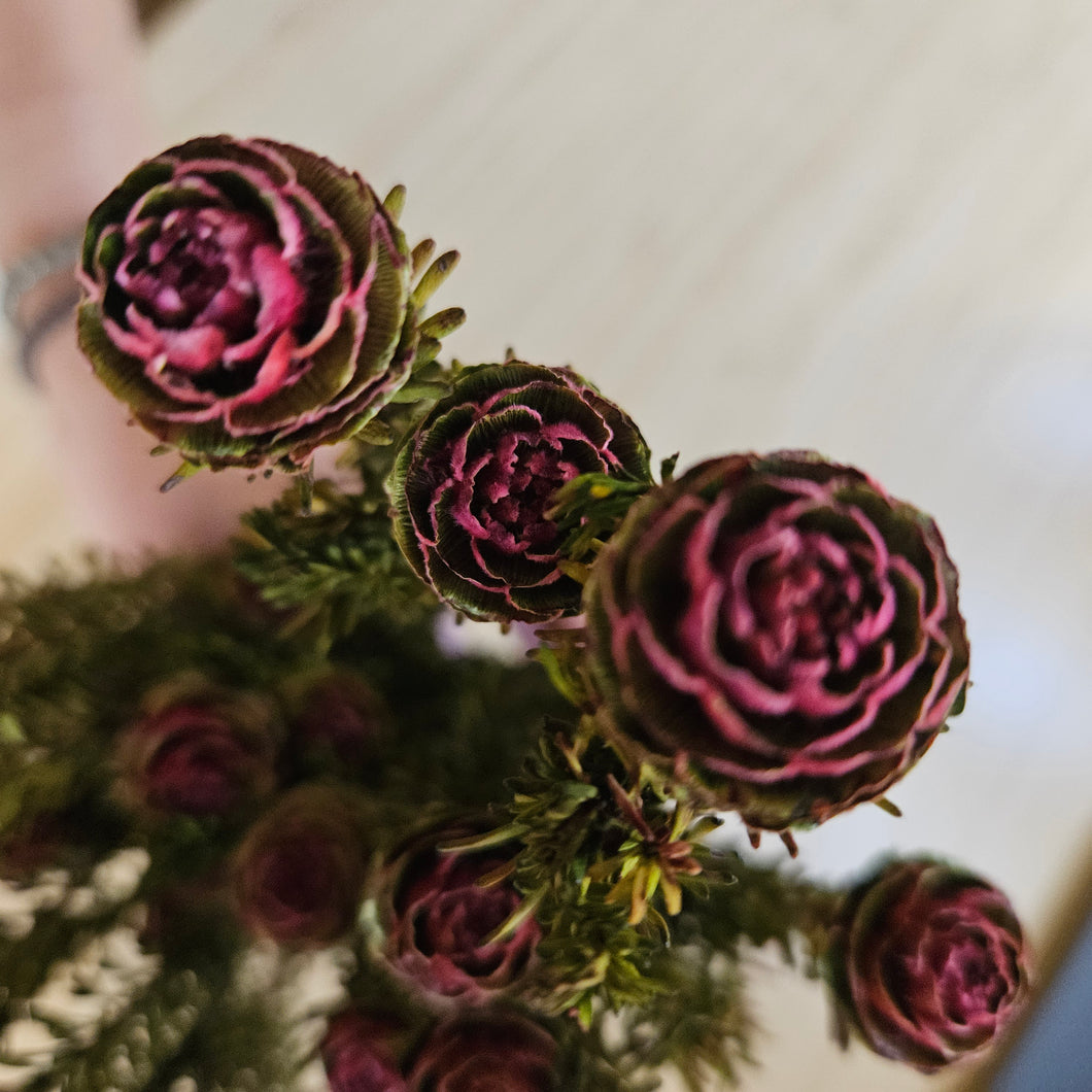 Preserved Burgundy Tortem Flower Female