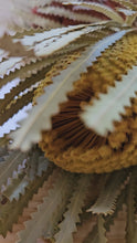 Load and play video in Gallery viewer, Dried Banksia Hookerana - Sunrise Yellow
